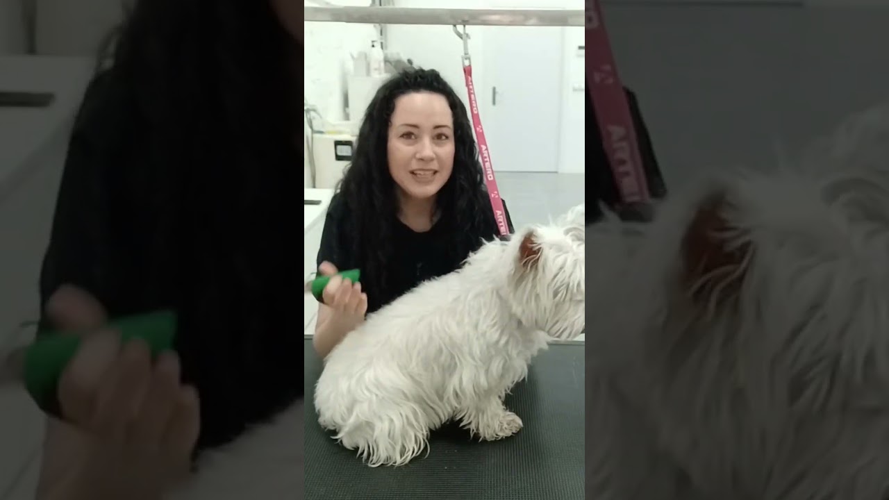 Microconsejo: Haz esto para que el #stripping sea indoloro #groomer #westies #peluquer&iacute;acanina