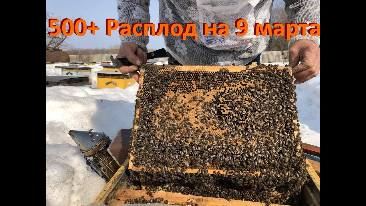 500+ Результат сверхранней выставки. Состояние расплода на 9 марта.