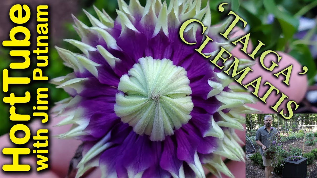 ‘Taiga’ Clematis - Double Purple and Yellow Flowers💜💛🌿