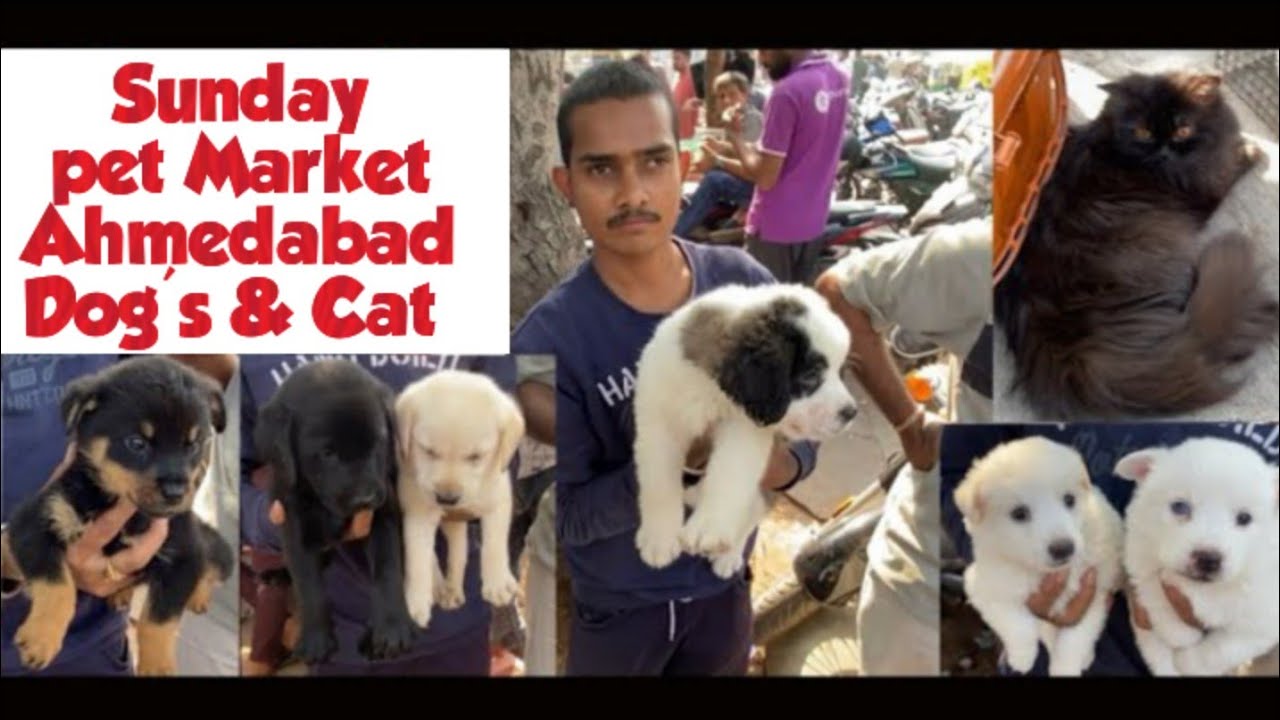 Sunday pet market Ahmedabad Ravivari Bazaar # dog market Ahmedabad # cat market Ahmedabad India