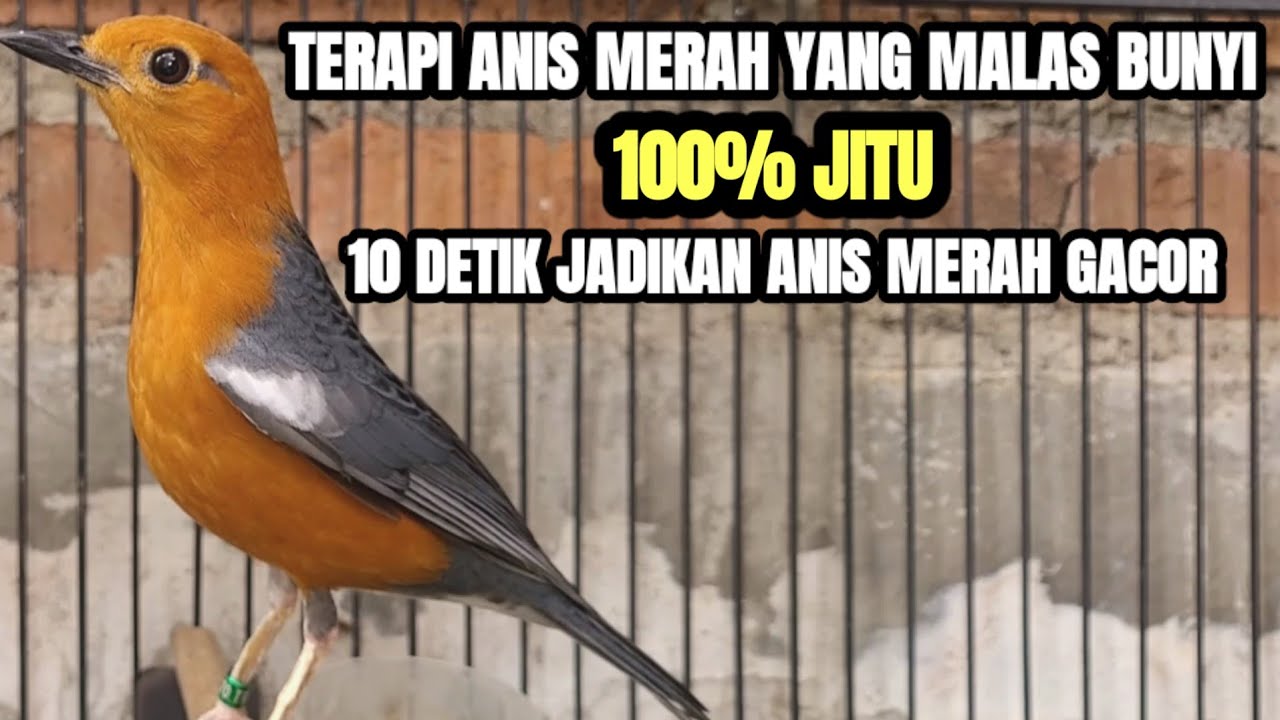 TERAPI PALING AMPUH JADIKAN ANIS MERAH BISU LANGSUNG BUNYI