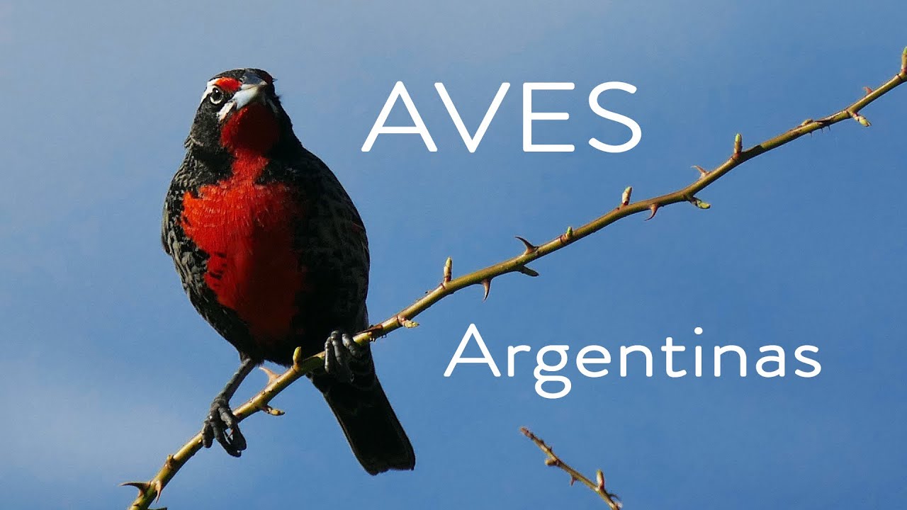 Aves Argentinas