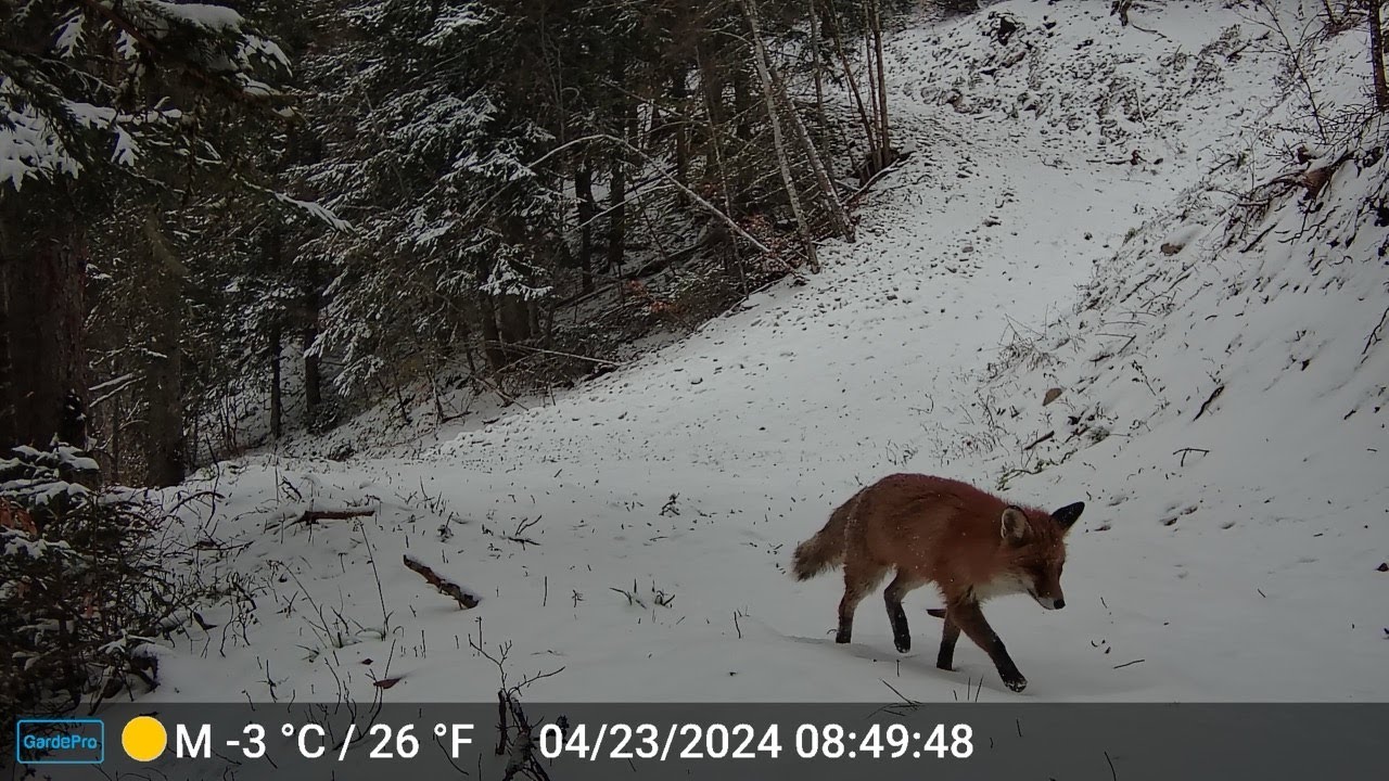 Une belle surprise ! (piège photo, animaux sauvages, loup)