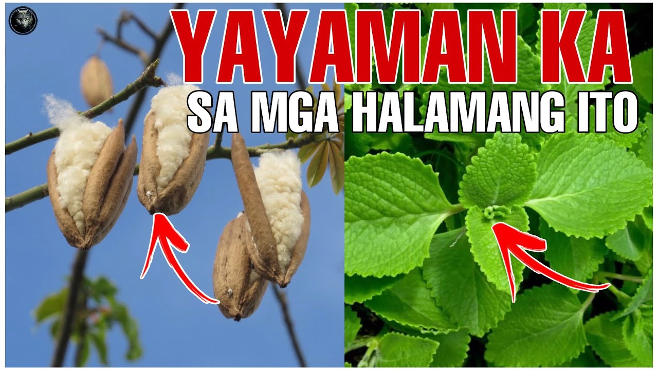 Bhes Tv; YAYAMAN KA SA MGA HALAMANG ITO