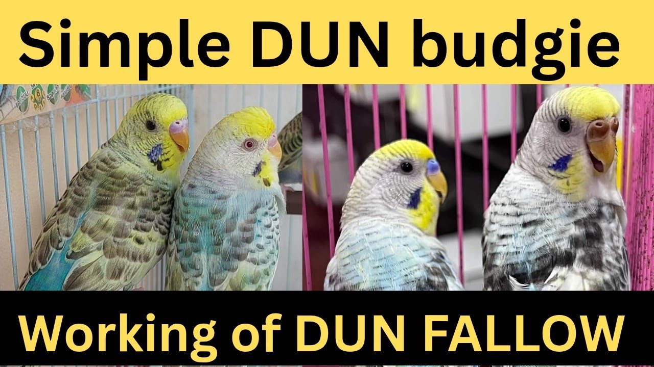 What is simple DUN BUDGIE | Working for Dun Fallow | 13 August 2025