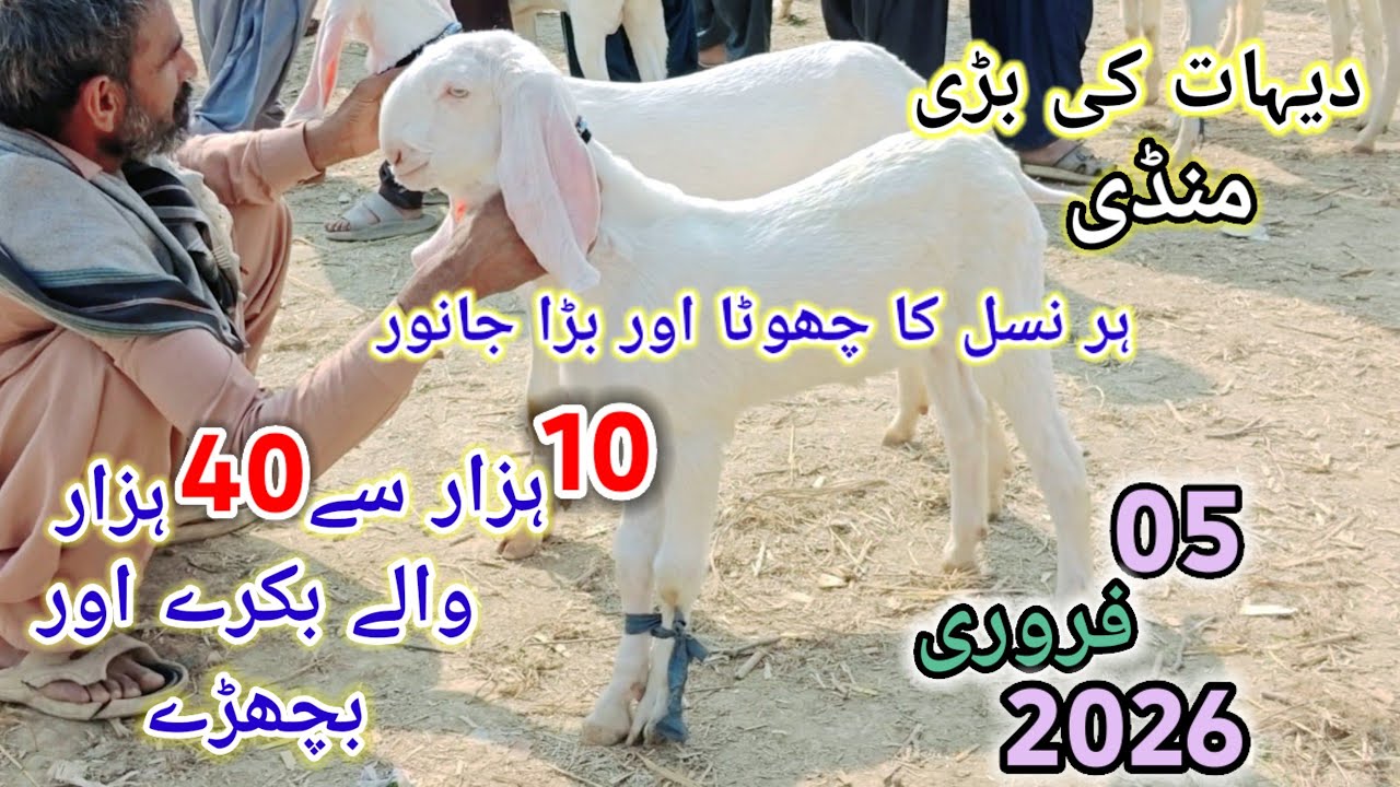 5 February 2026 gaon ki sasti mandi din 12:00 baje ke time mandi ka rate gir Gaya گاؤں کے سستے منڈی 