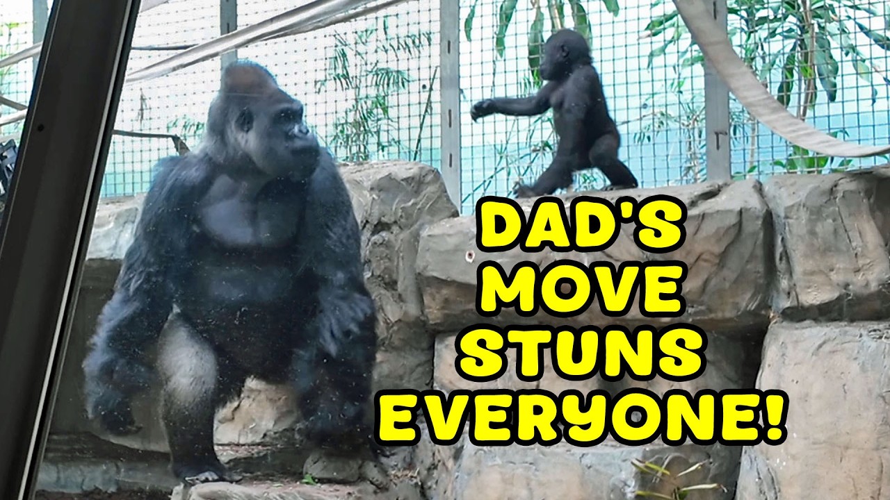 Silverback Dad Stuns His Son… And That’s Just the Start!