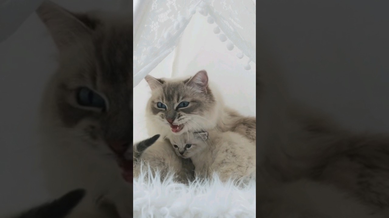 Ronronnement et Miaulement d'Amour ❤️ Chatons qui t&eacute;tent