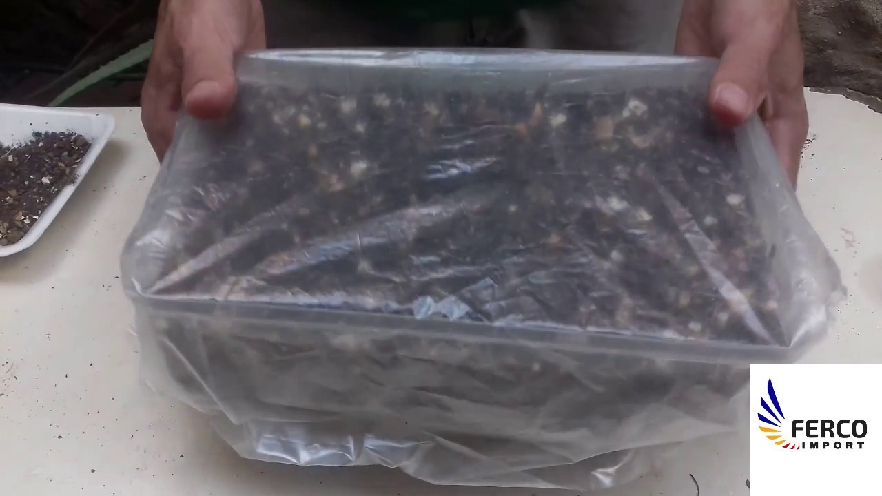 Germinación De Semillas De Paulownia