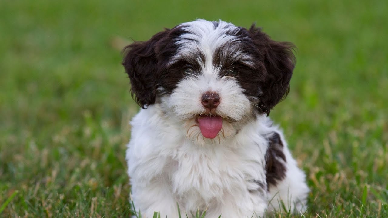 Havanese Training Challenges: Barking, Leash Pulling, and More