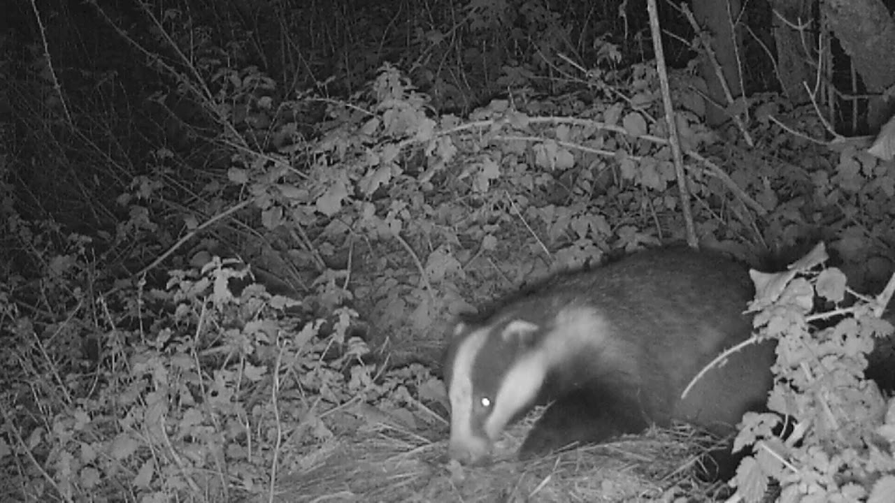 Badger Sett November 2020
