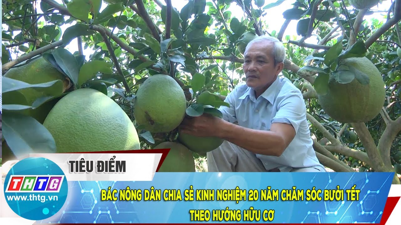 Bác nông dân chia sẻ kinh nghiệm 20 năm chăm sóc bưởi Tết