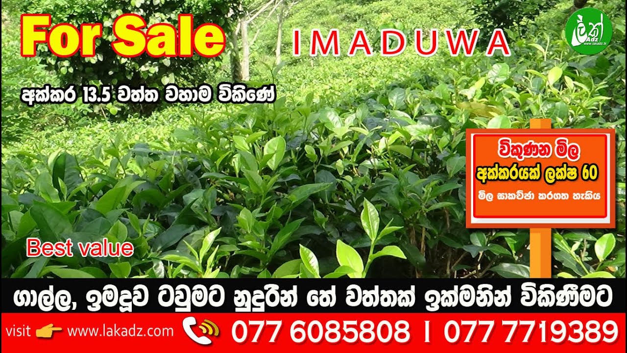 Tea Estate for Sale - Contact: 077 6085808, 076 4461234 -LAK ADS
