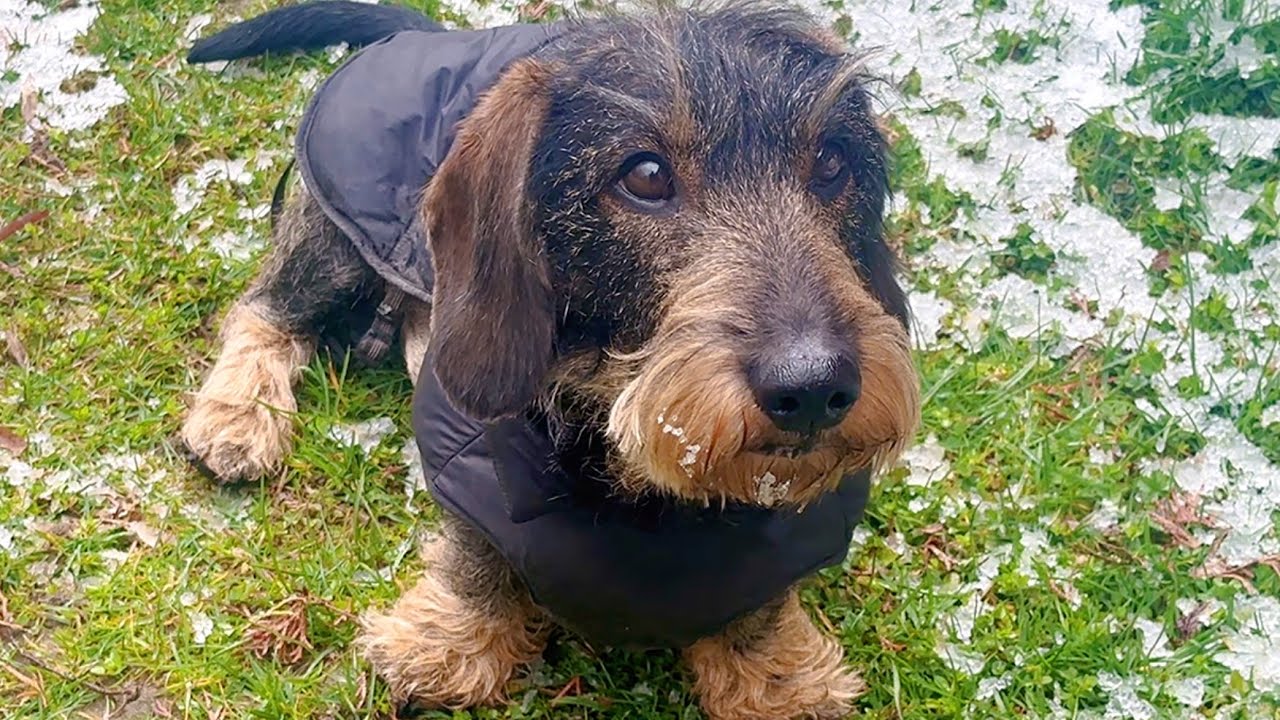 Teddy the Dachshund Didn&rsquo;t Expect This Today&hellip; 😂