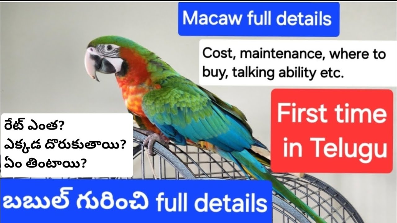మకావ్ గురించి పూర్తి వివరాలు| Macaw full details in Telugu | Harlequin Macaw full details in Telugu