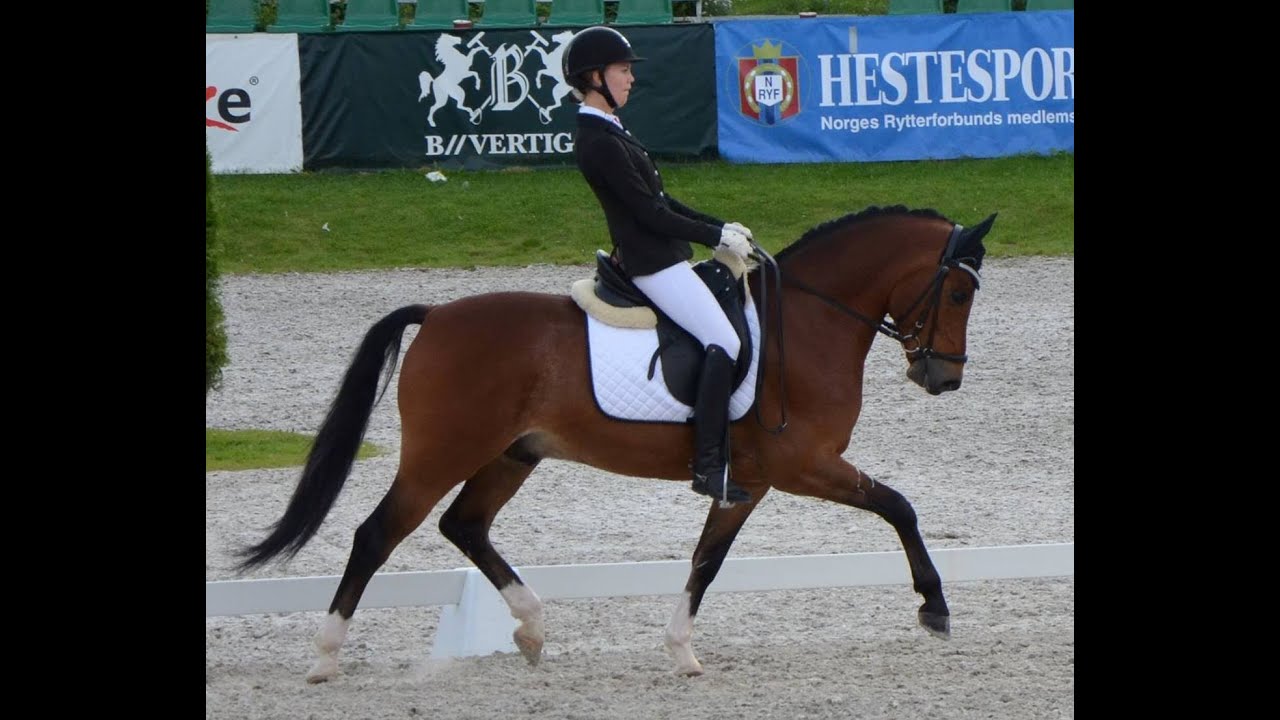 Top FEI dressage pony for sale