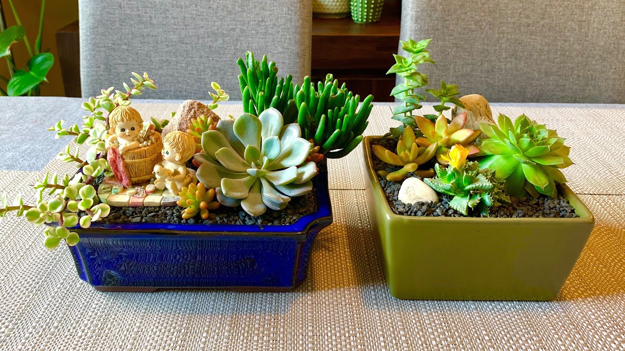 Two Succulent Arrangements Today