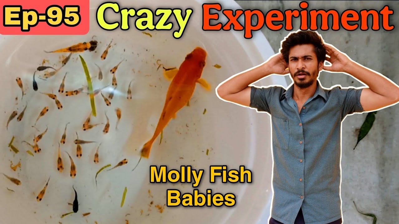 Kya Molly Fish Apne Baby Khati Hai? Lets Try Keeping Molly Fish & Her Baby In a Small Cup😨