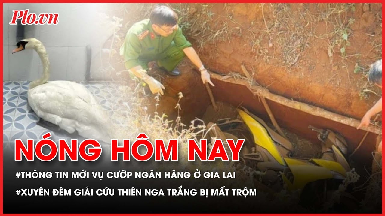 Thông tin mới vụ cướp ngân hàng ở Gia Lai; Xuyên đêm giải cứu thiên nga trắng bị mất trộm - PLO