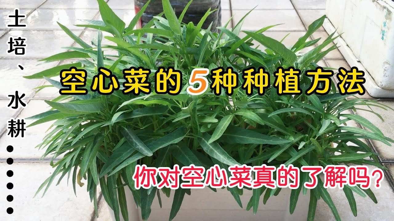 5种空心菜的种植方法，简单、方便、高产，你没试过哪种？|5 kinds of planting methods of  water spinach