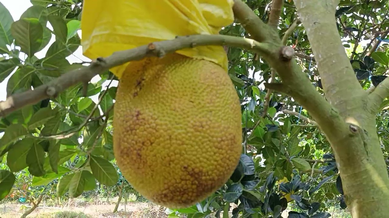 Cắt mít ruột đỏ giá ổn định so với hôm qua