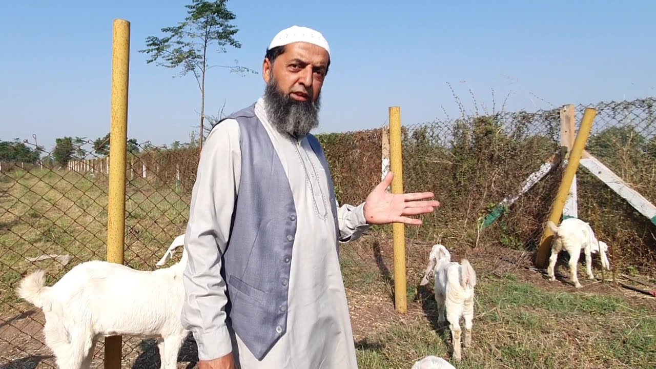 Canada Se Aaye Gujarat Jolly Goat Farm | Munavvar Bharuch Gujarat.
