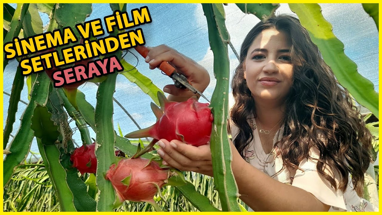 Sinemayı Bıraktı, Kurduğu Serada Hayalinin Meyvesini Üretti
