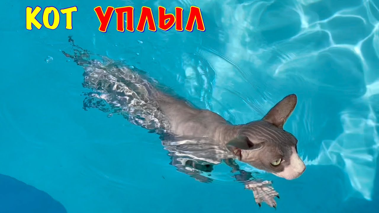 Кот ПЛАВАЕТ в САМОМ БОЛЬШОМ БАССЕЙНЕ 😱 Кот Миллион