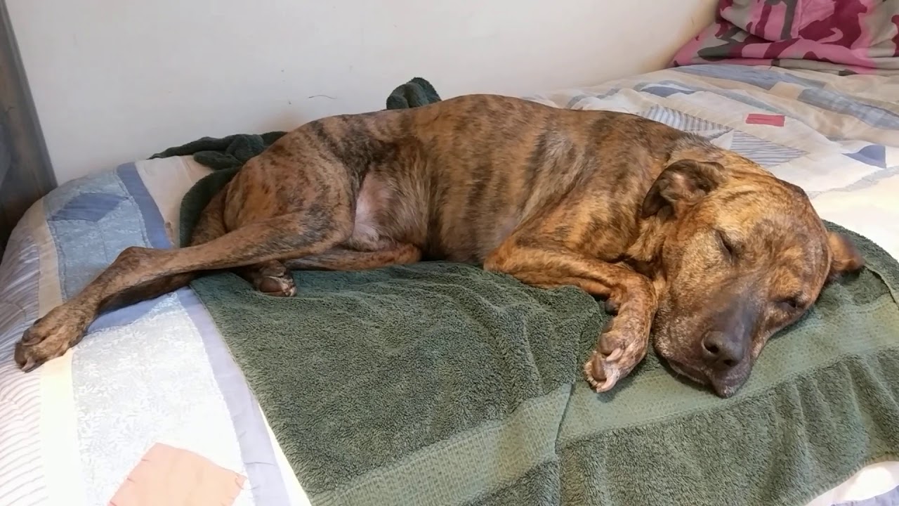 Signs Your Dog is Dying: Cardiac or Respiratory Symptoms