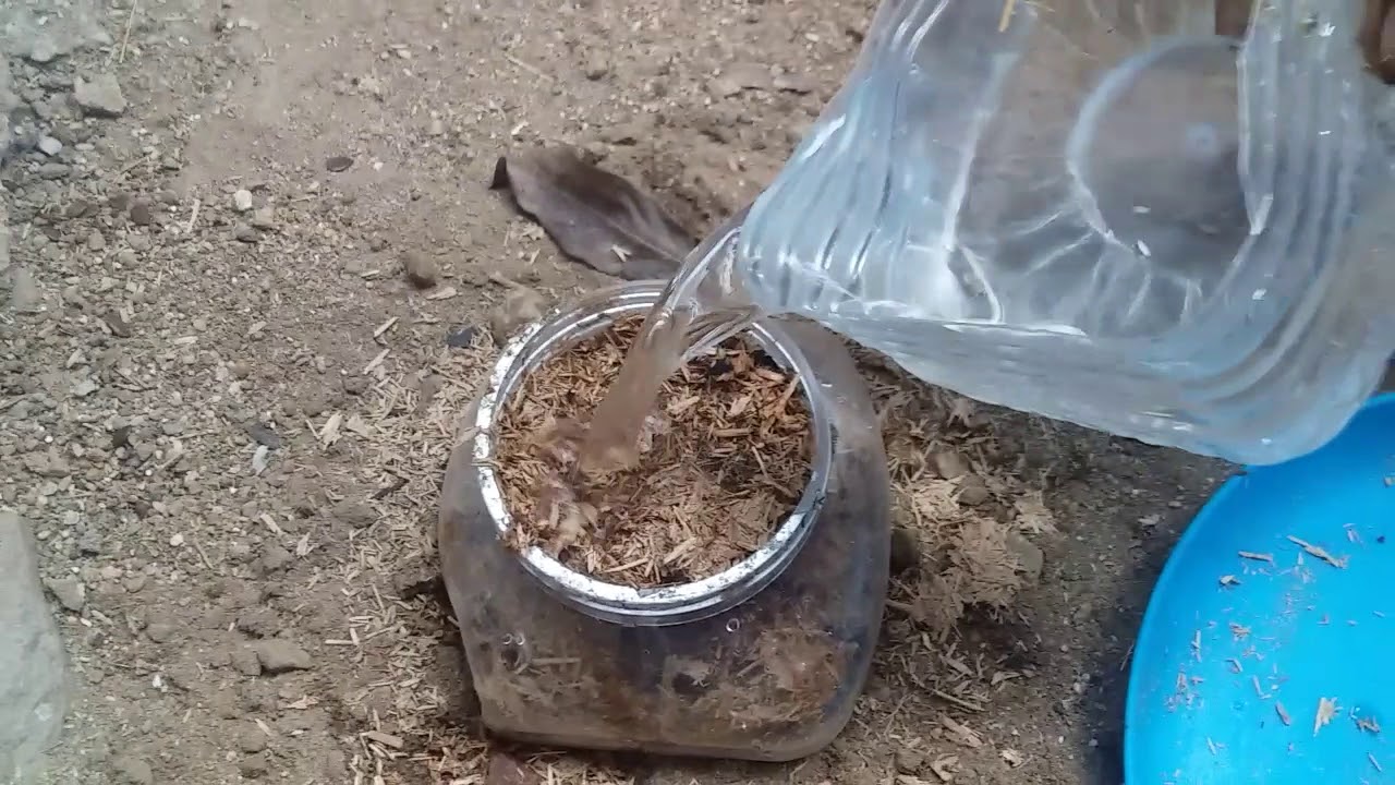 Как разводить термитов | Натуральное производство термитов для кур без каких-либо затрат |