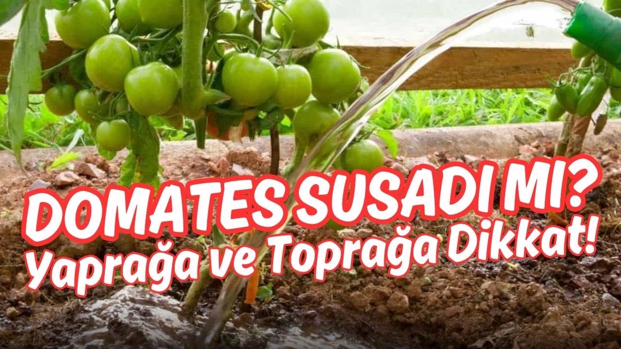 Yanlış Zamanda Sulama Yapmayın 🍅 Domates Ne Zaman Su İster? #domates