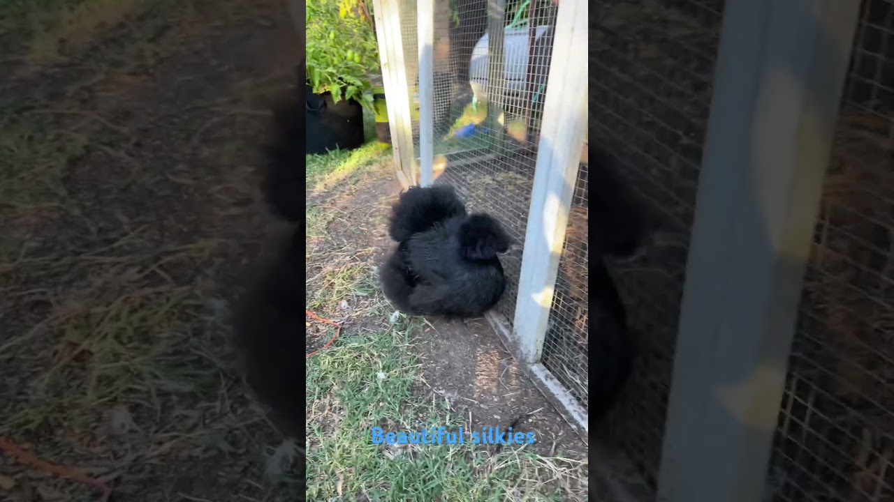 Silkies free ranging #chicken #australia #silkies #summer #2025 #pet #backyard #sunset #fluffy #love