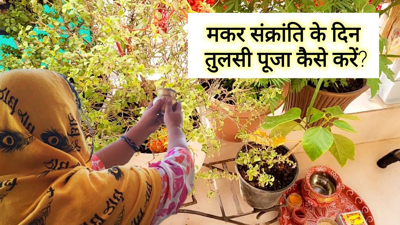 मकर संक्रांति के दिन तुलसी पूजा कैसे करें? Makar Sankranti Tulsi Puja Vidhi 2026 ll Vrat Vidhi Upay