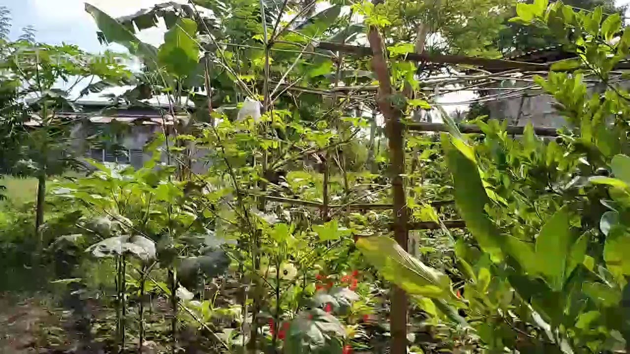 D&rsquo; Farm Vlogger Live Stream