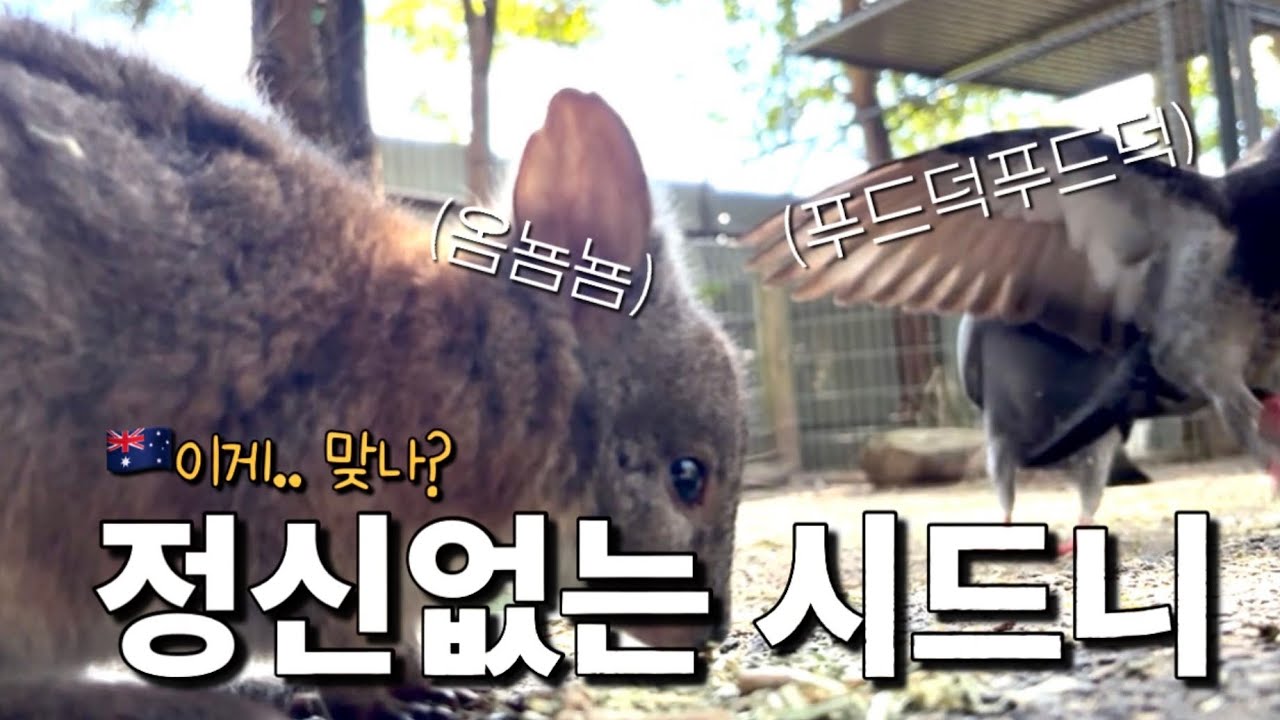 시드니 여행갈 때 여기 꼭 가세요.. 진짜 😮| 3편