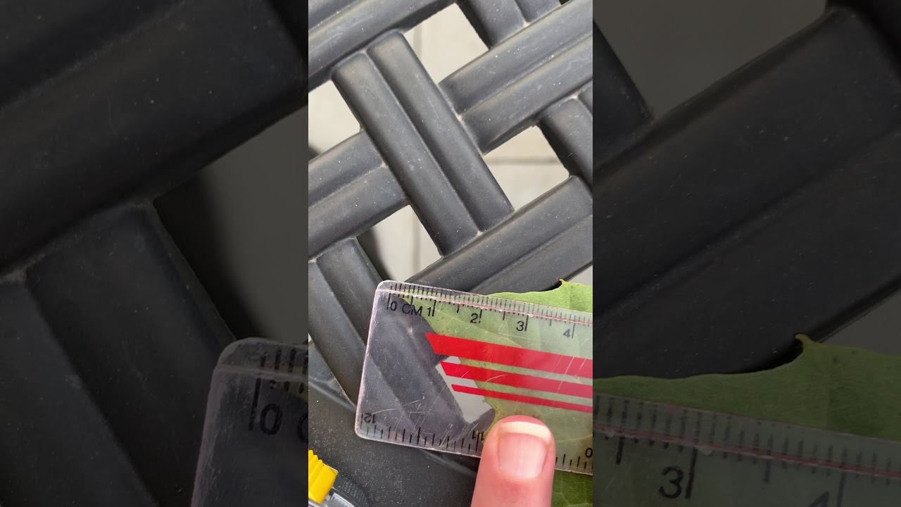 Measuring a Leaf