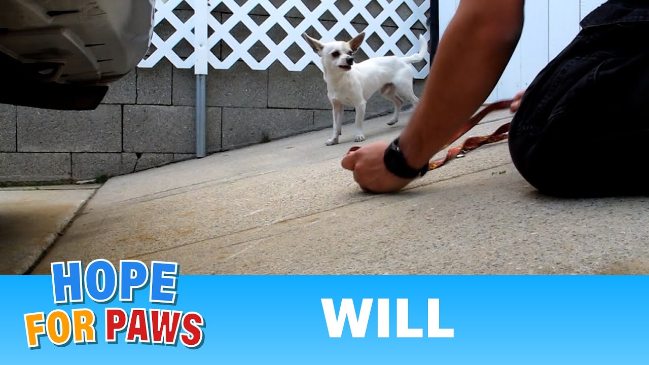 Rescuing little Will - a dog with a broken leg #chihuahua