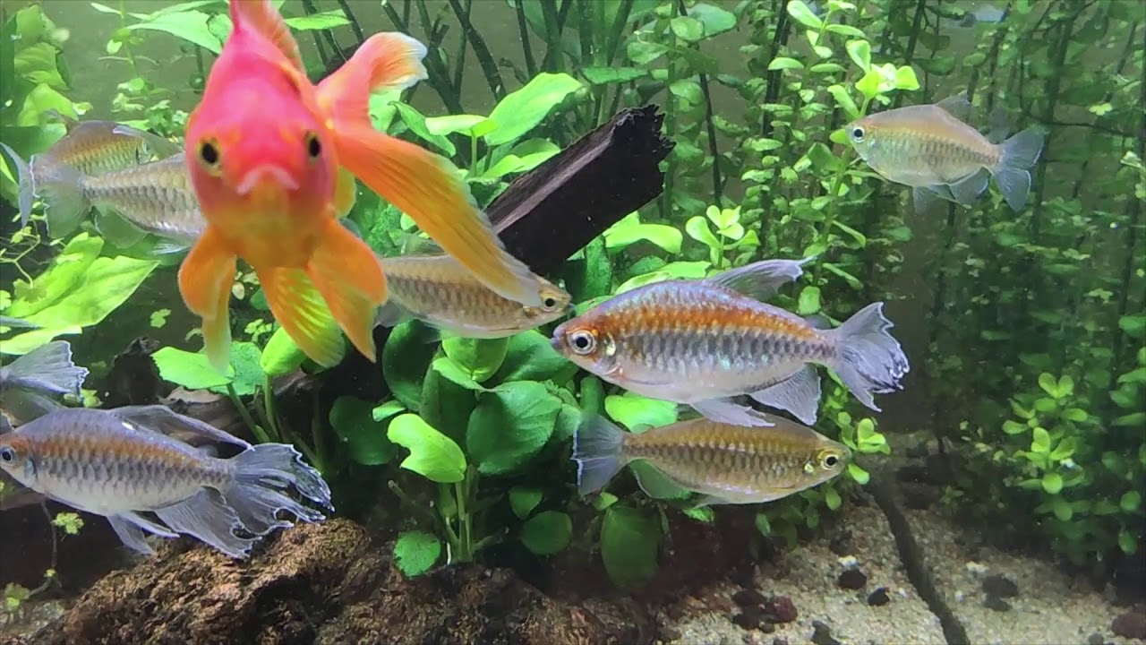 Аквариум 220л с золотухами и тетрами конго