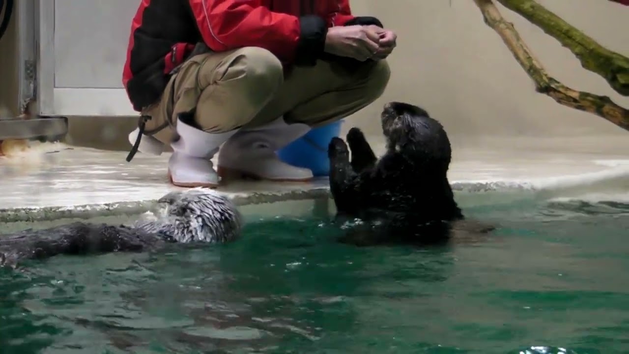 ラッコのメイちゃんとロイズくん（鳥羽水族館 2017.8.27)