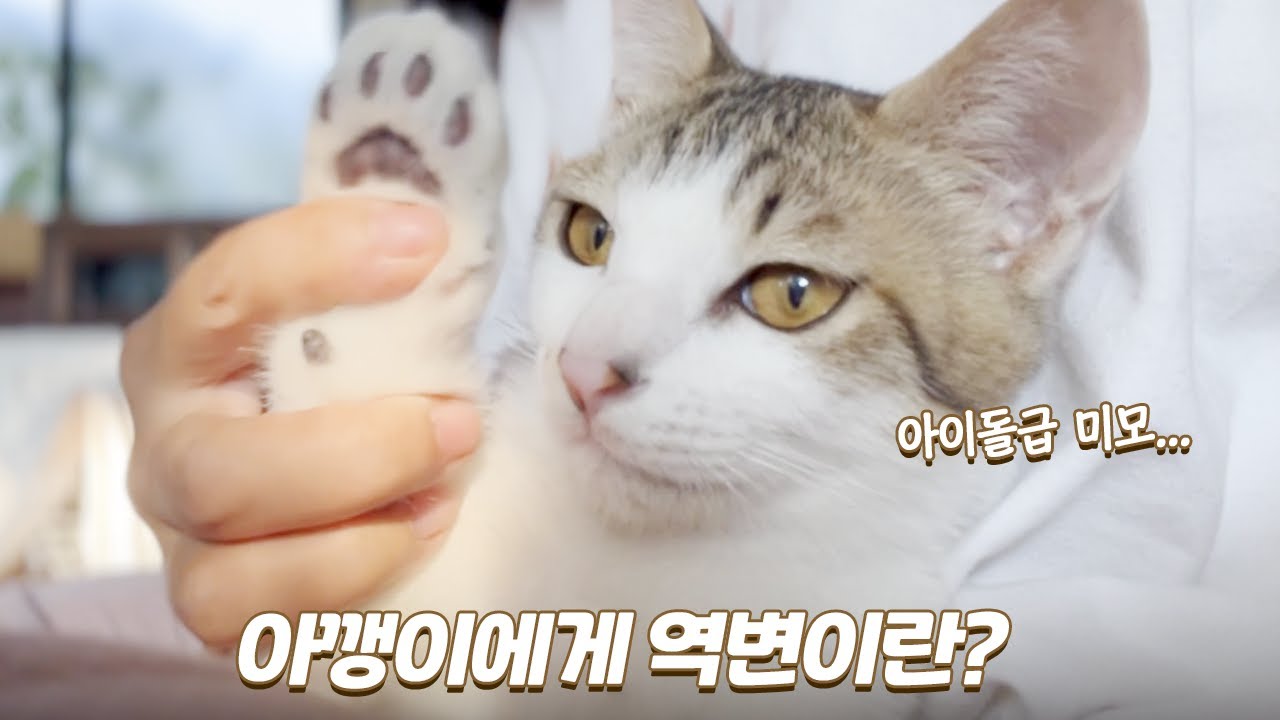 집사 13년 만에 역변 없이 잘 자란 새끼 고양이는 처음이에요