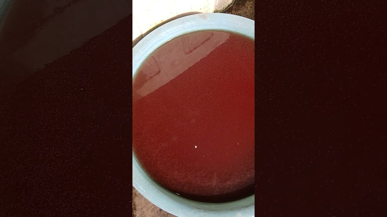 KULTUR KUTU AIR MEDIA FULL AIR LELE TANPA PAKAN TAMBAHAN MULAI BOOMING