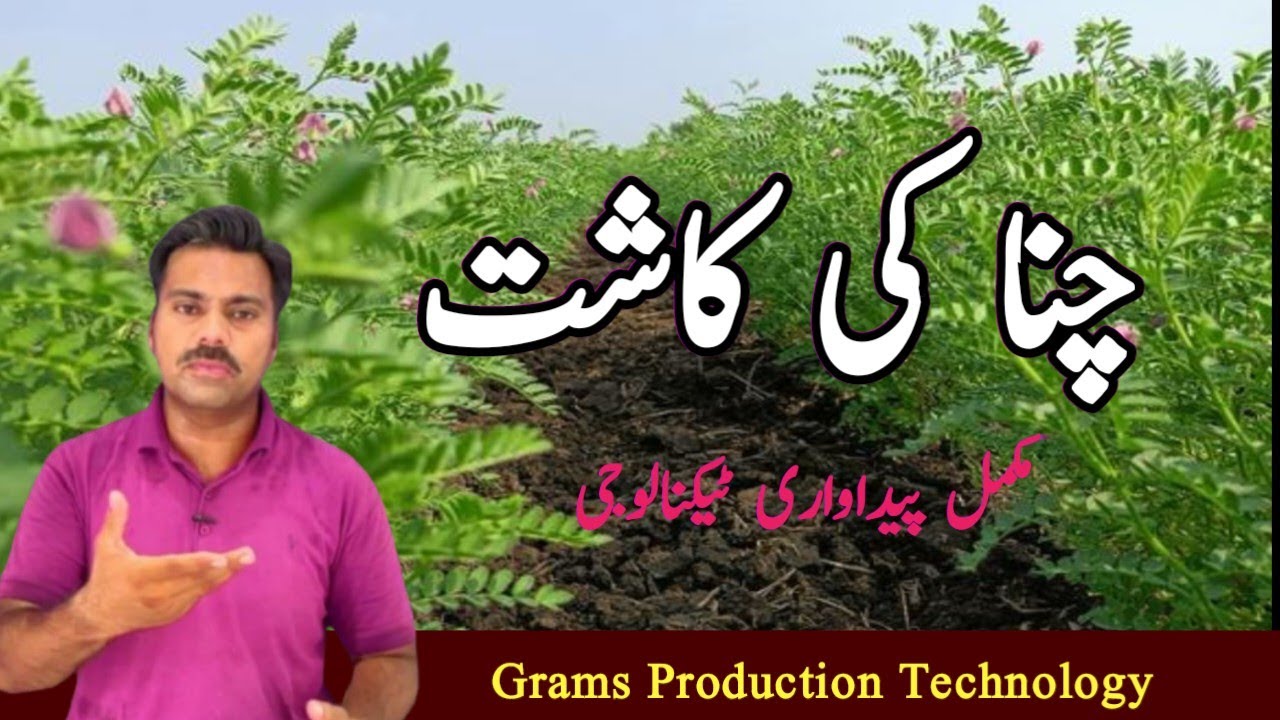 How to grow a chick pea crop | Gram cultivation | Gram Production Technology | Abid Ali Agrarian