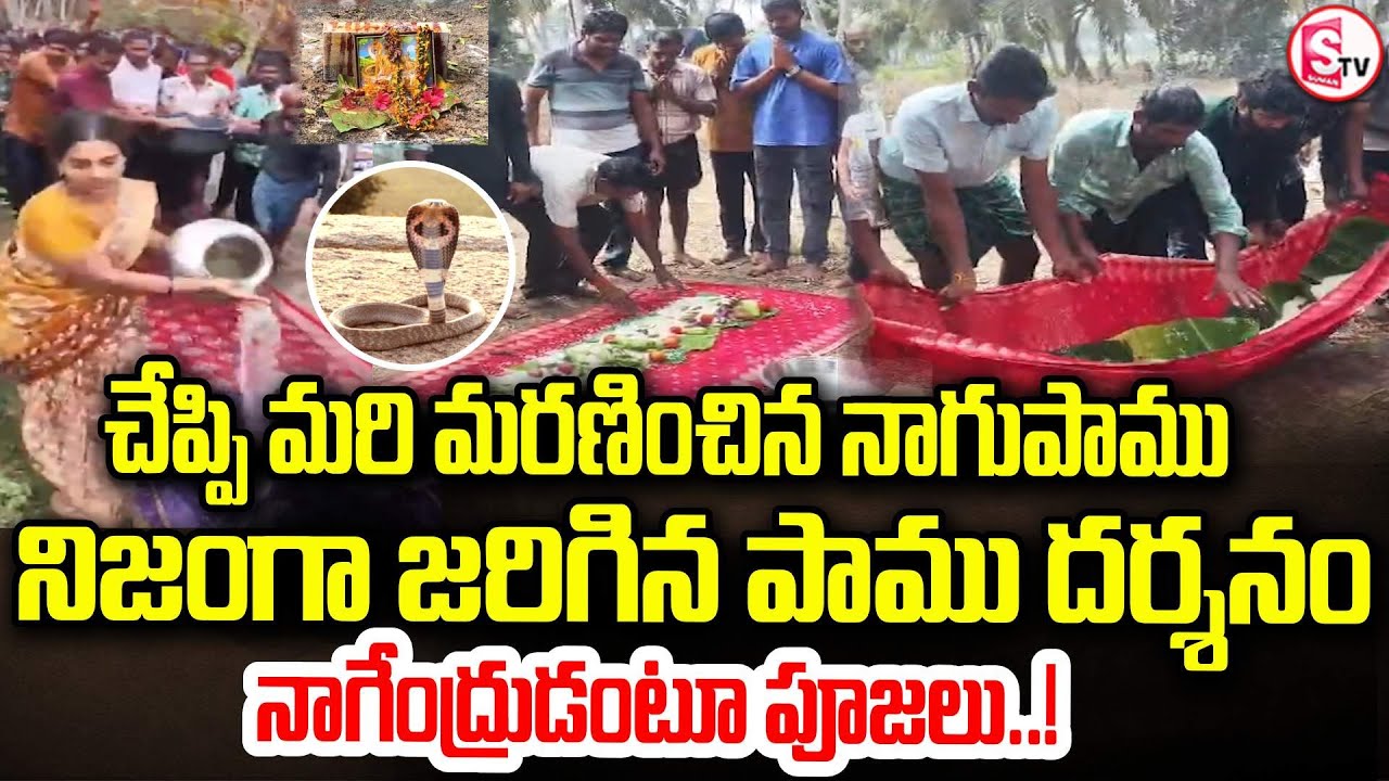 చేప్పి మరి మరణించిన నాగుపాము | Real Snake Incident in Komthanapalli Village | Nagendra Swami