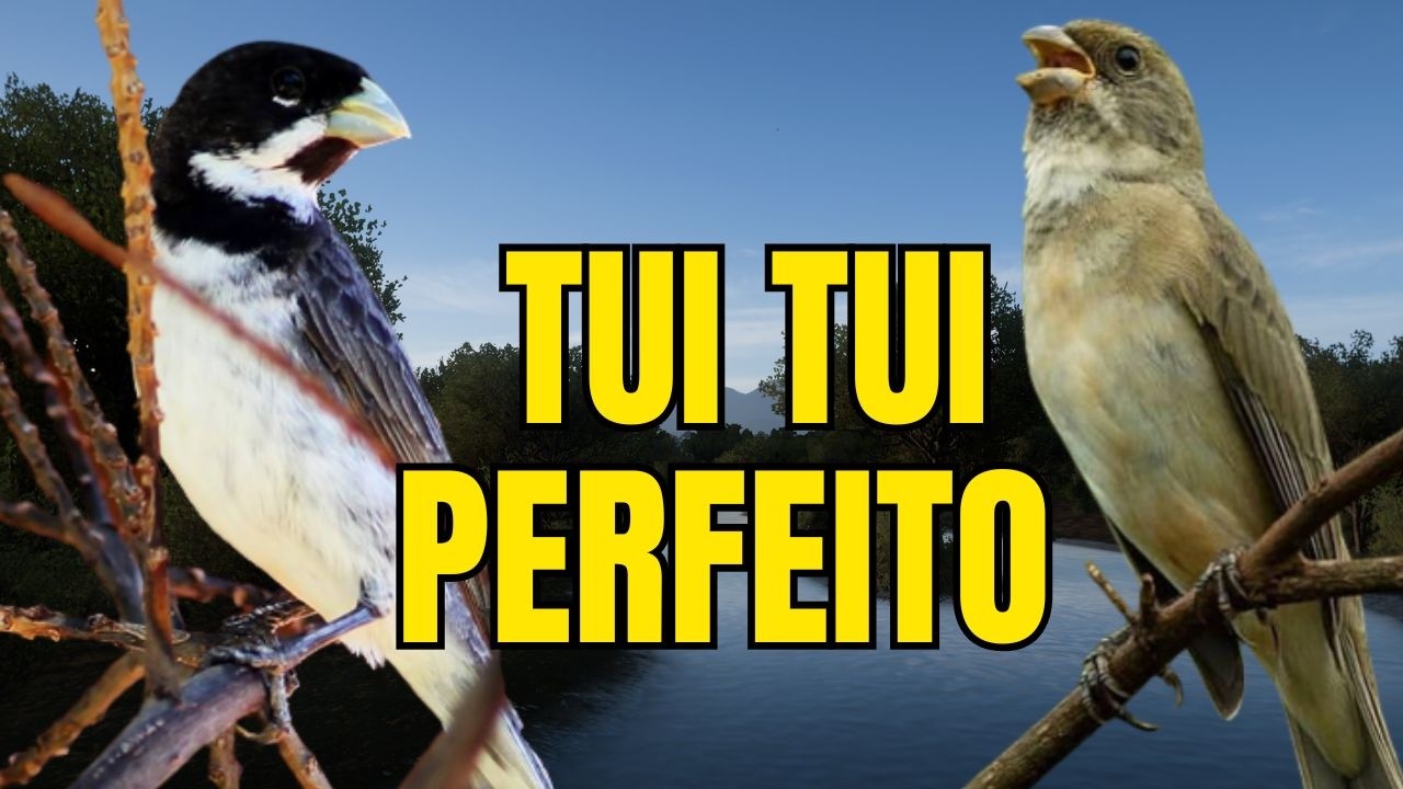 CANTO DO COLEIRO TUI TUI PERFEITO PARA ESQUENTAR COLEIRO E ENSINAR COLEIRO E PAPA CAPIM PARDO