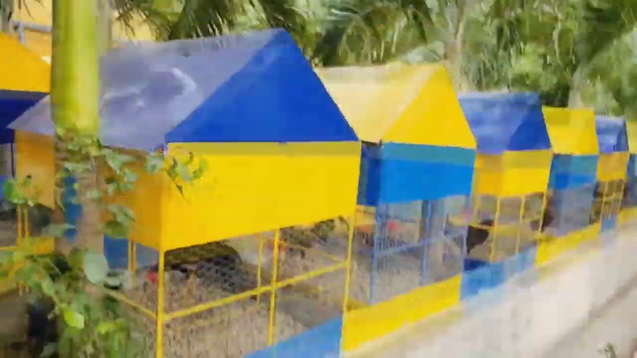 Janor Duarte Presenta Una nueva Etapa de Wilson Basilio o Galleria Wilmery Buscando Avanzar En..