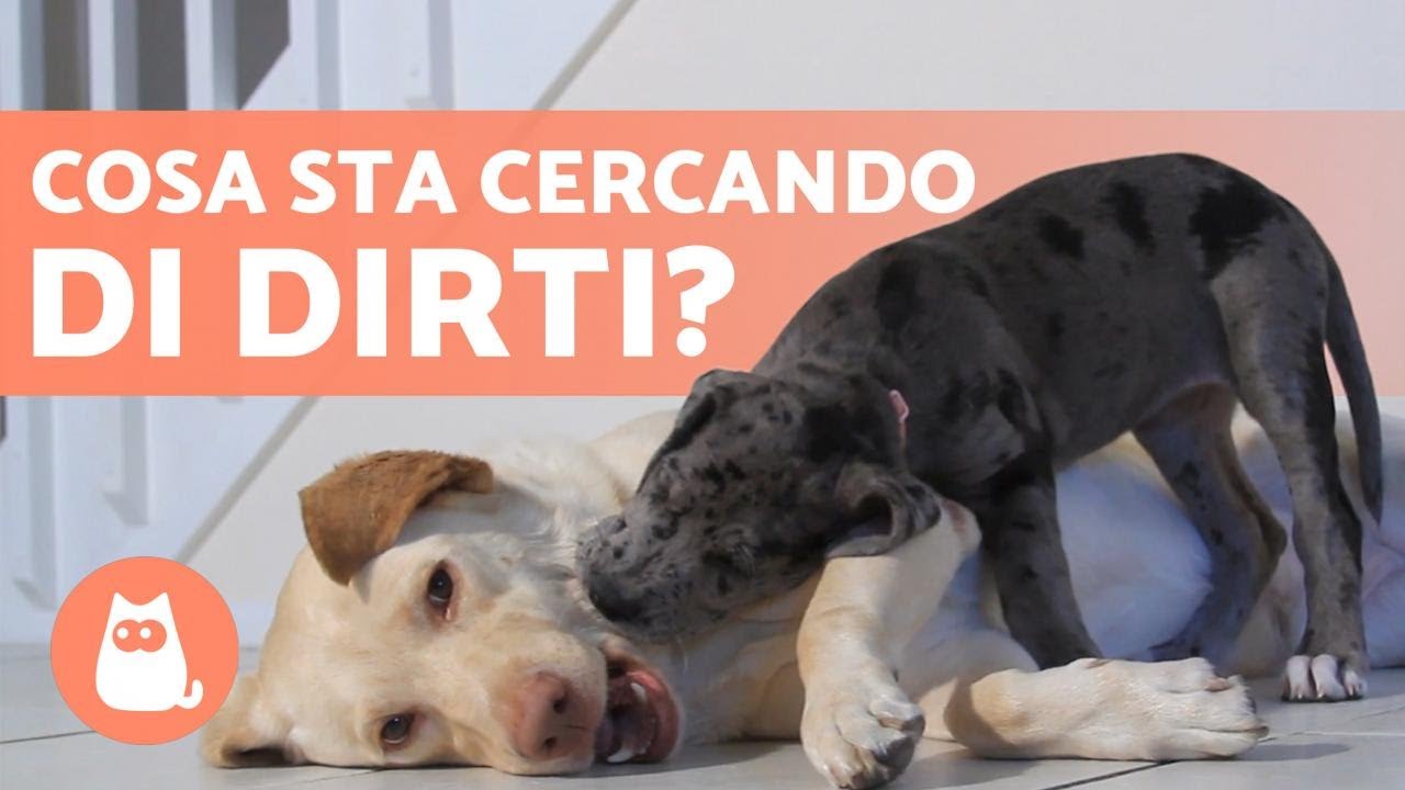 Come CAPIRE il tuo CANE 🐶 🐾