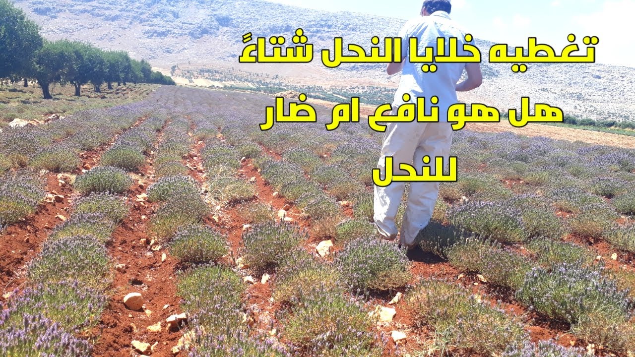 هل نقوم بتغطيه النحل شتاءً؟؟ المزايا والعيوب