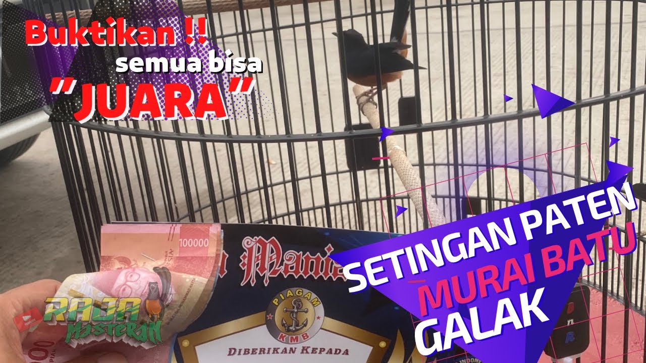Settingan simpel murai batu galak agar tampil maksimal di gantangan