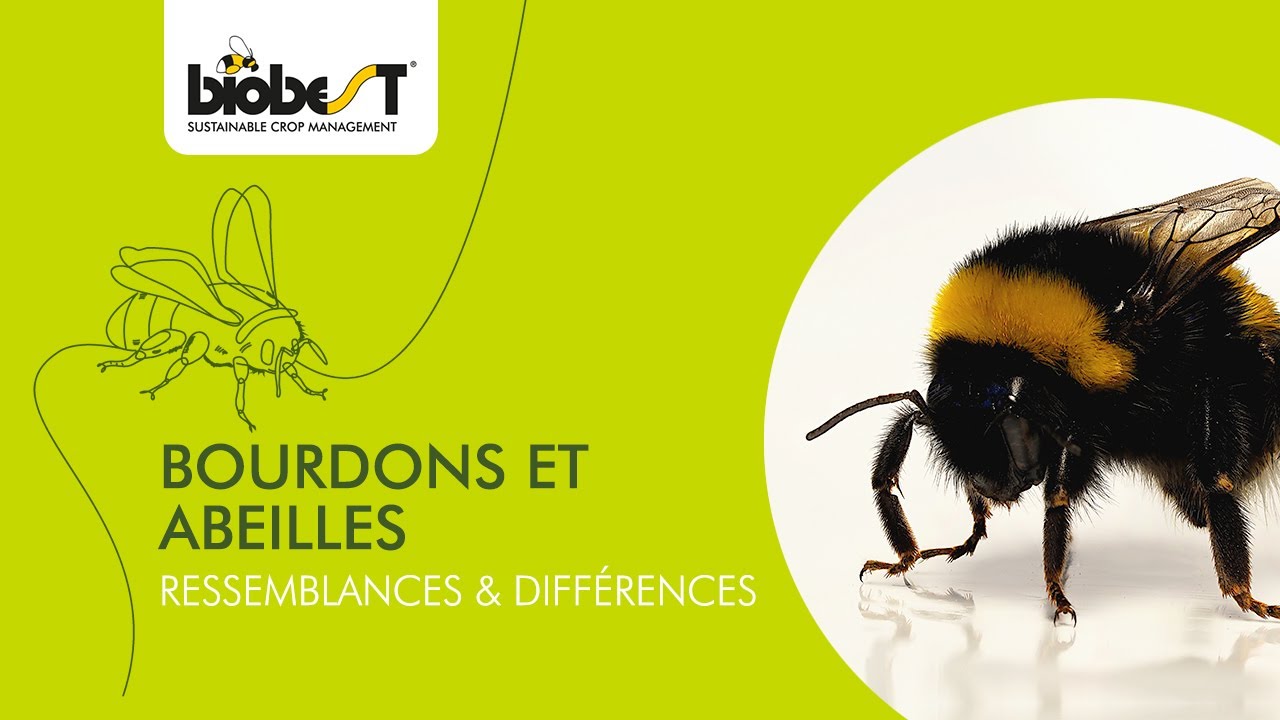 Bourdons et abeilles – Ressemblances et différences