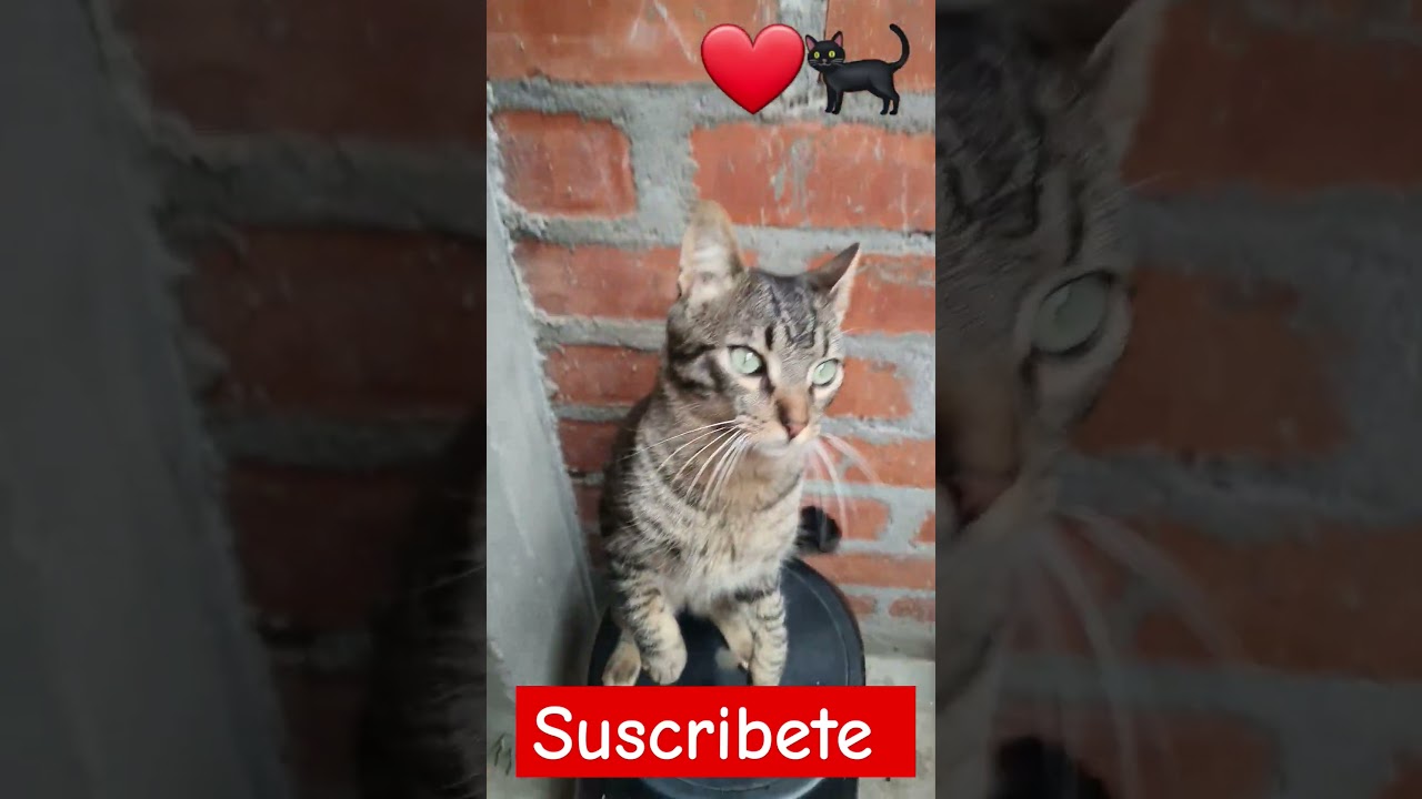 suscribanse a mi canal #2023 #animals #gato #viral #cat